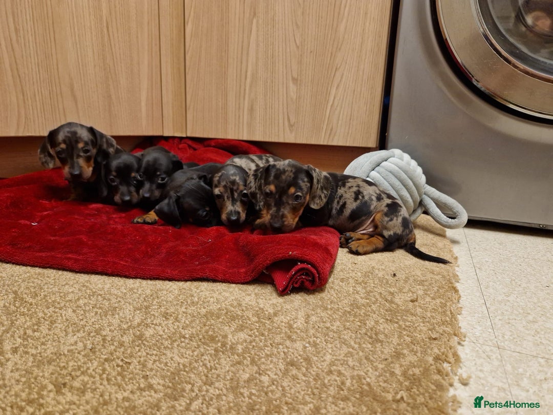 Miniature Dachshund dogs for sale: Black grey dapple, Black Tan miniature dachshund - Image 17