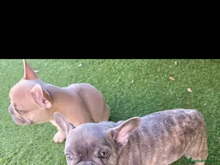 French Bulldog dogs Beautiful Blue French bulldog - Advert 5