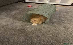 Ragdoll cats for sale: Leo - rehoming - Image 5