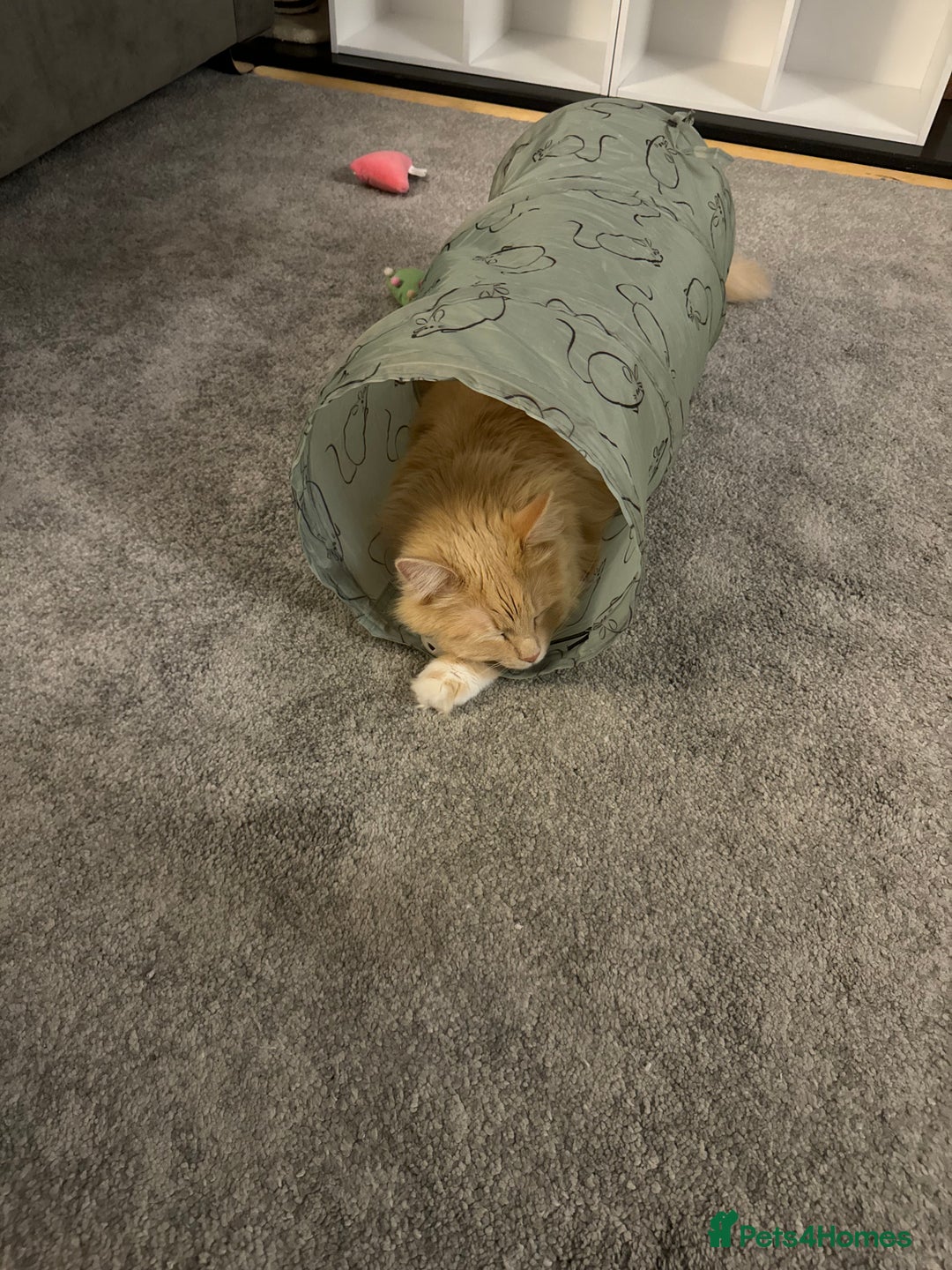 Ragdoll cats for sale: Leo - rehoming - Image 5