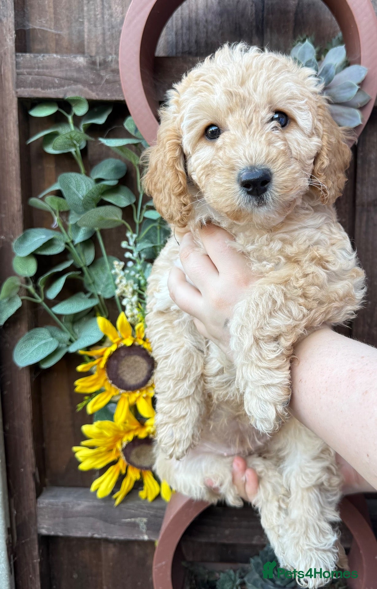 Labradoodle dogs READY TO LEAVE F1BB Labradoodle Puppies - Advert 1