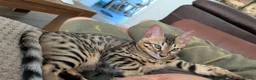 Bengal cats for sale: Pure Bengal boy kitten - Advert 2