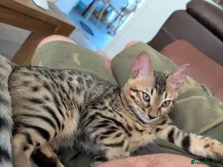 Bengal cats Pure Bengal boy kitten - Advert 8