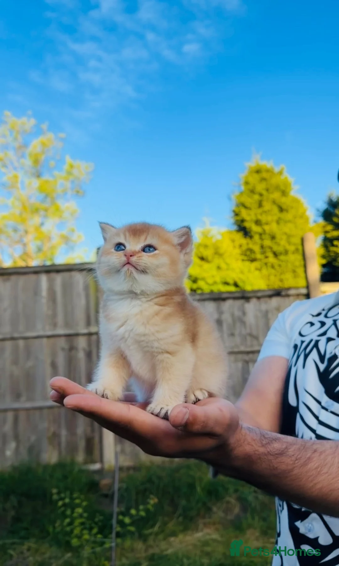 British Shorthair cats for sale: Purebred British Shorthair Golden Cats - Advert 2