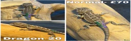 Bearded Dragon reptiles for sale: Bearded Dragons Ready To Reserve - Advert 20