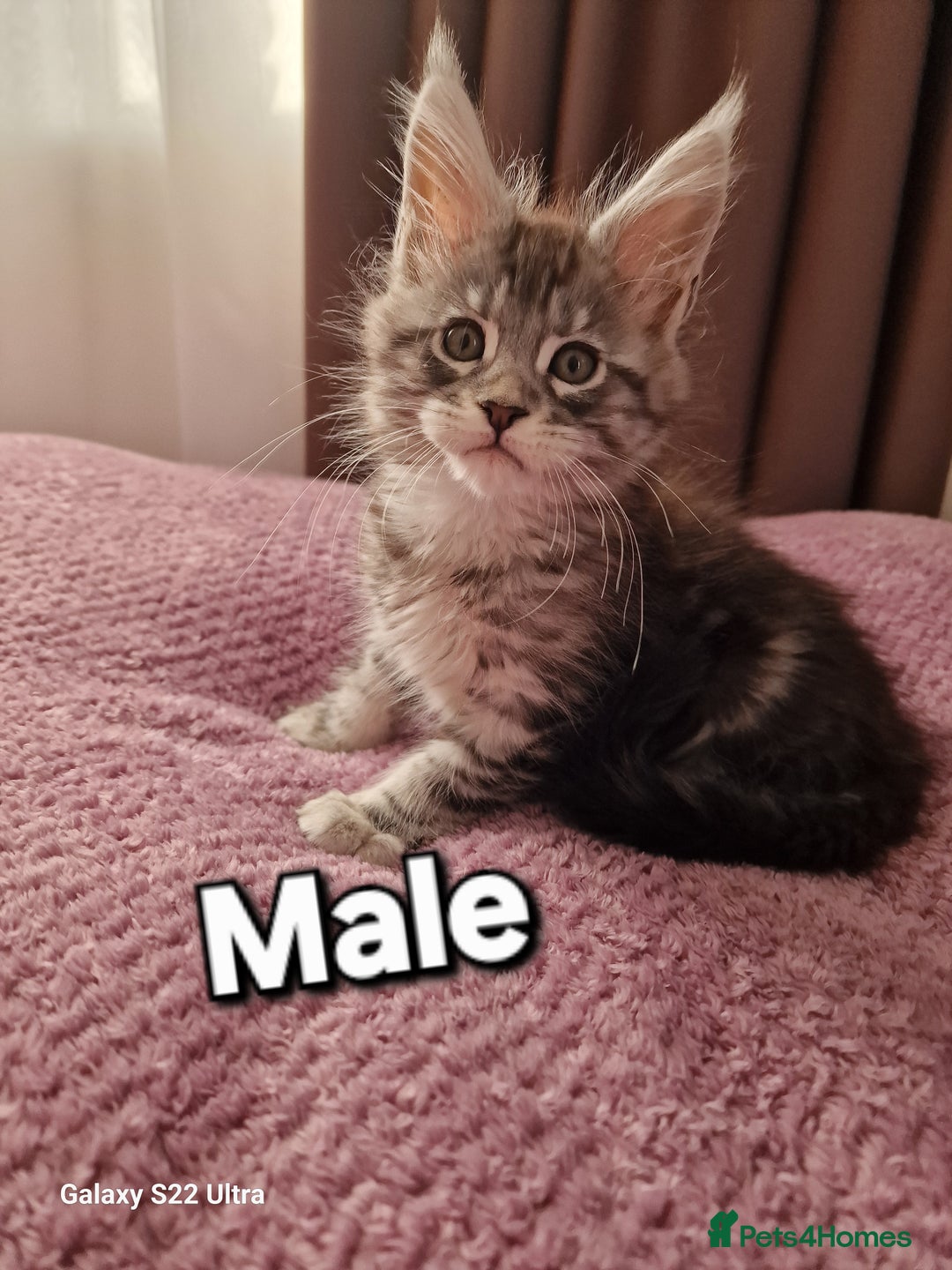 Maine Coon cats for sale: Pure Maine coon - Advert 35