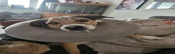 Mixed Breed dogs for stud: Stud Border Collie x Jack Russel  in Watlington - Advert 2