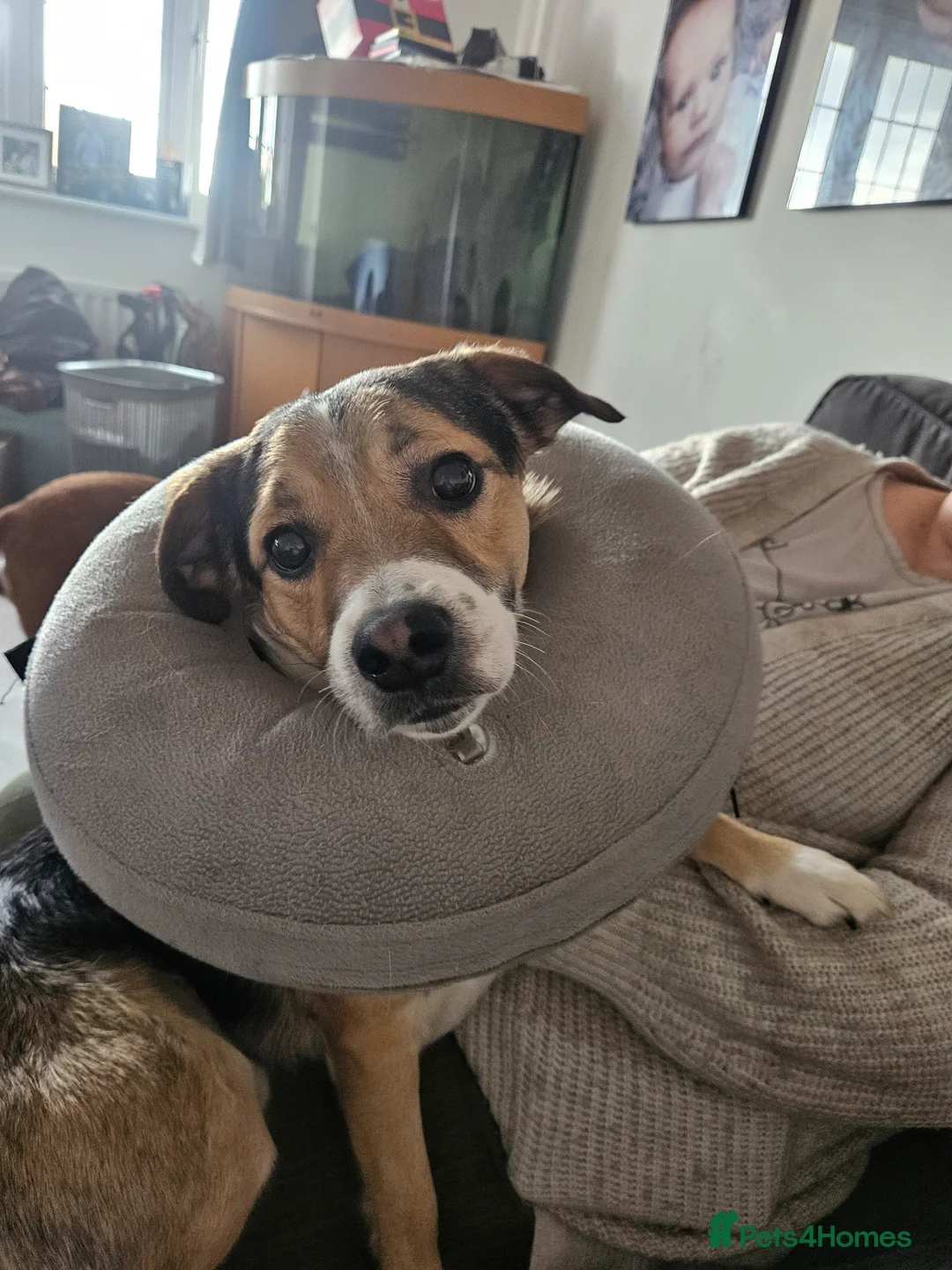 Mixed Breed dogs for stud: Stud Border Collie x Jack Russel  in Watlington - Advert 2