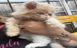 Persian cats for sale: GCCF registered Persian boy! (Colourpoint carrier) - Image 15
