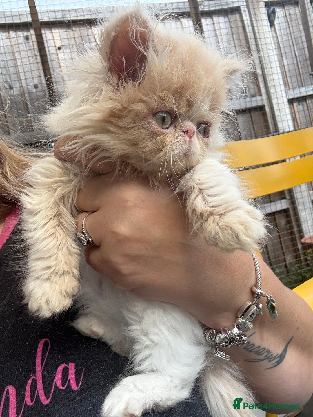 Persian cats for sale: GCCF registered Persian boy! (Colourpoint carrier) - Image 15