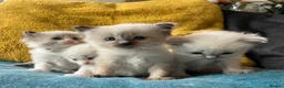 Ragdoll cats for sale: Pure ragdoll kittens sake London - Advert 1