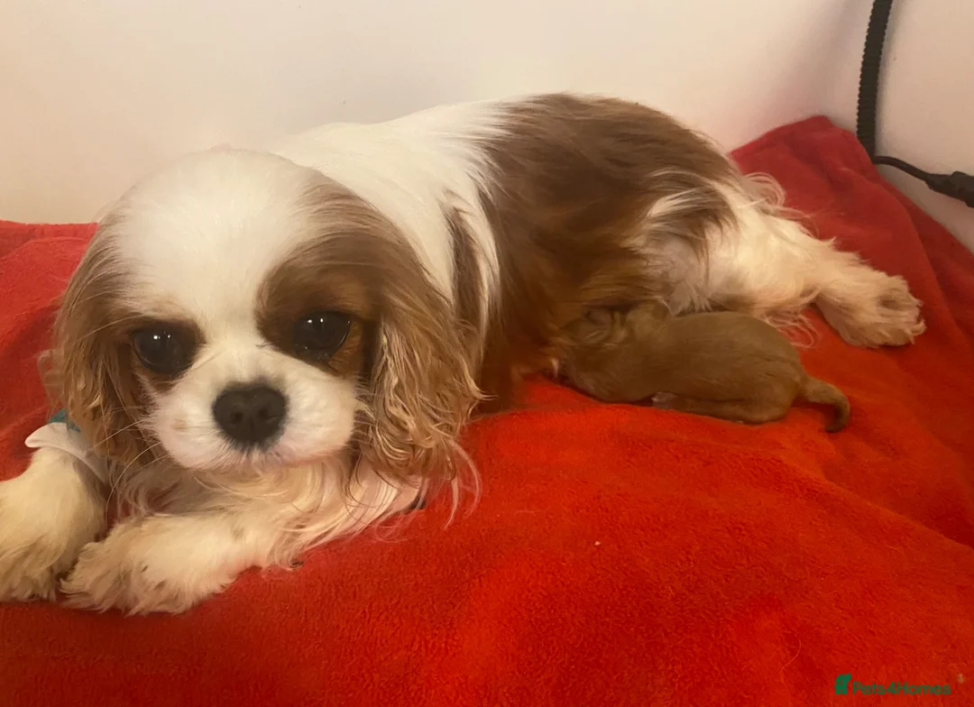 Cavapoo dogs for sale: F1 Male Cavapoo. From Health tested KC reg parents - Advert 2