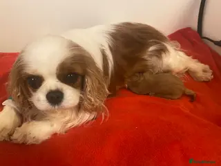 Cavapoo dogs F1 Male Cavapoo. From Health tested KC reg parents - Advert 16