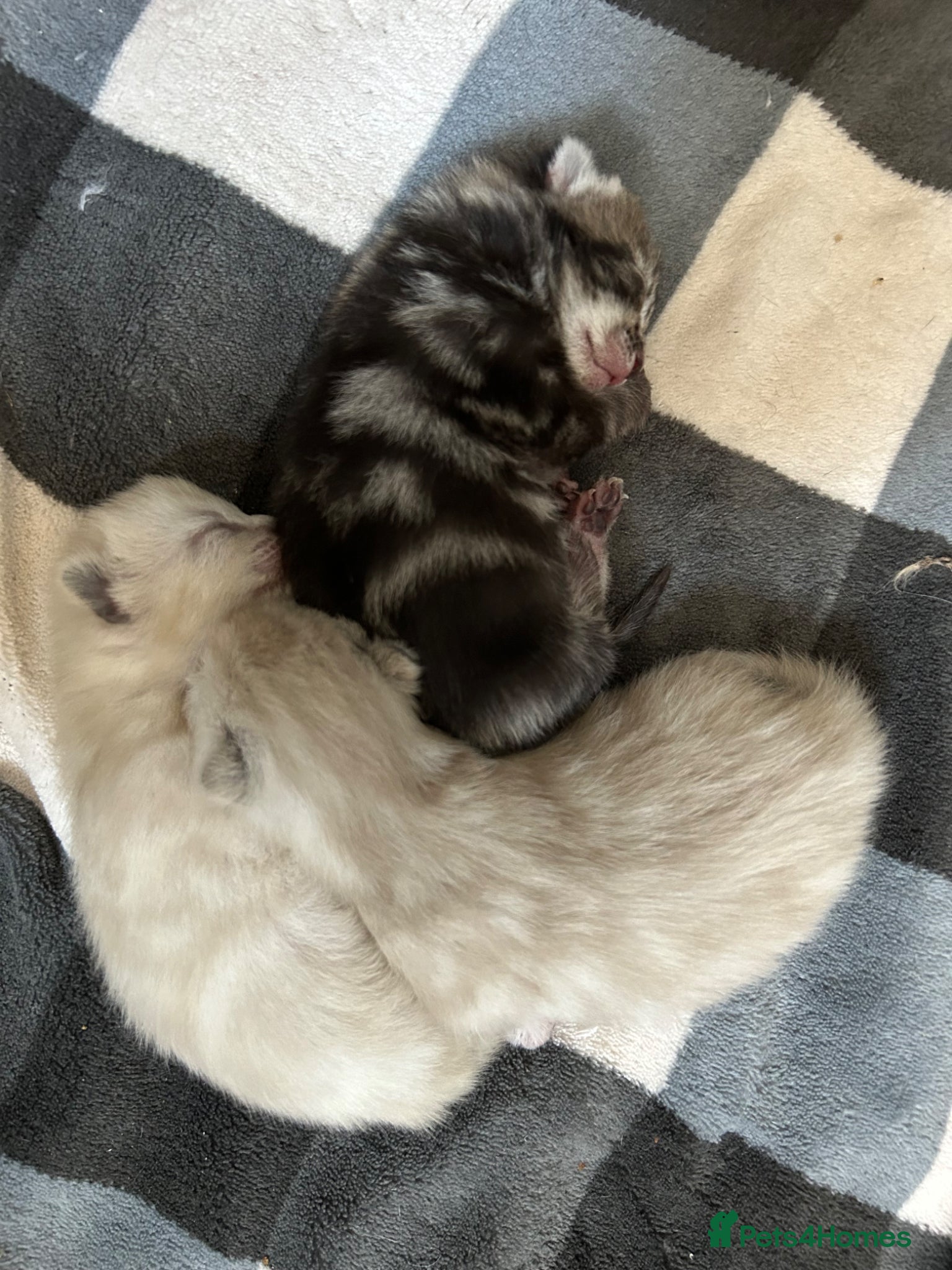 Mixed Breed cats Mixed kittens  - Advert 2