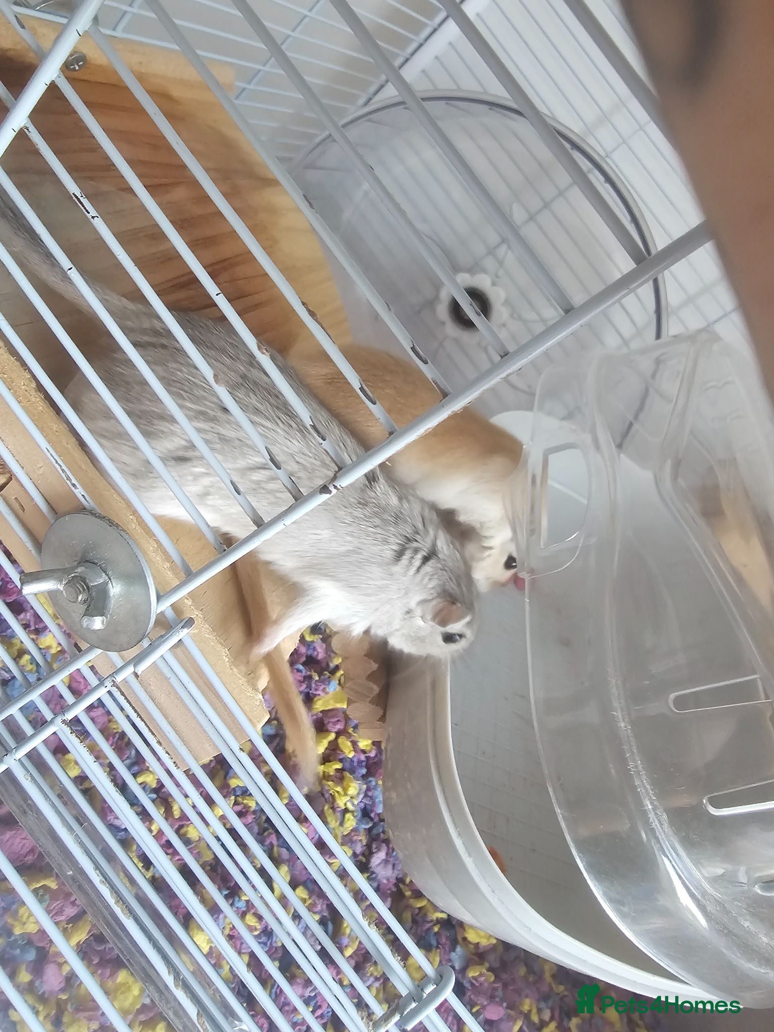 Gerbil rodents 2 female gerbils and cage - Advert 16
