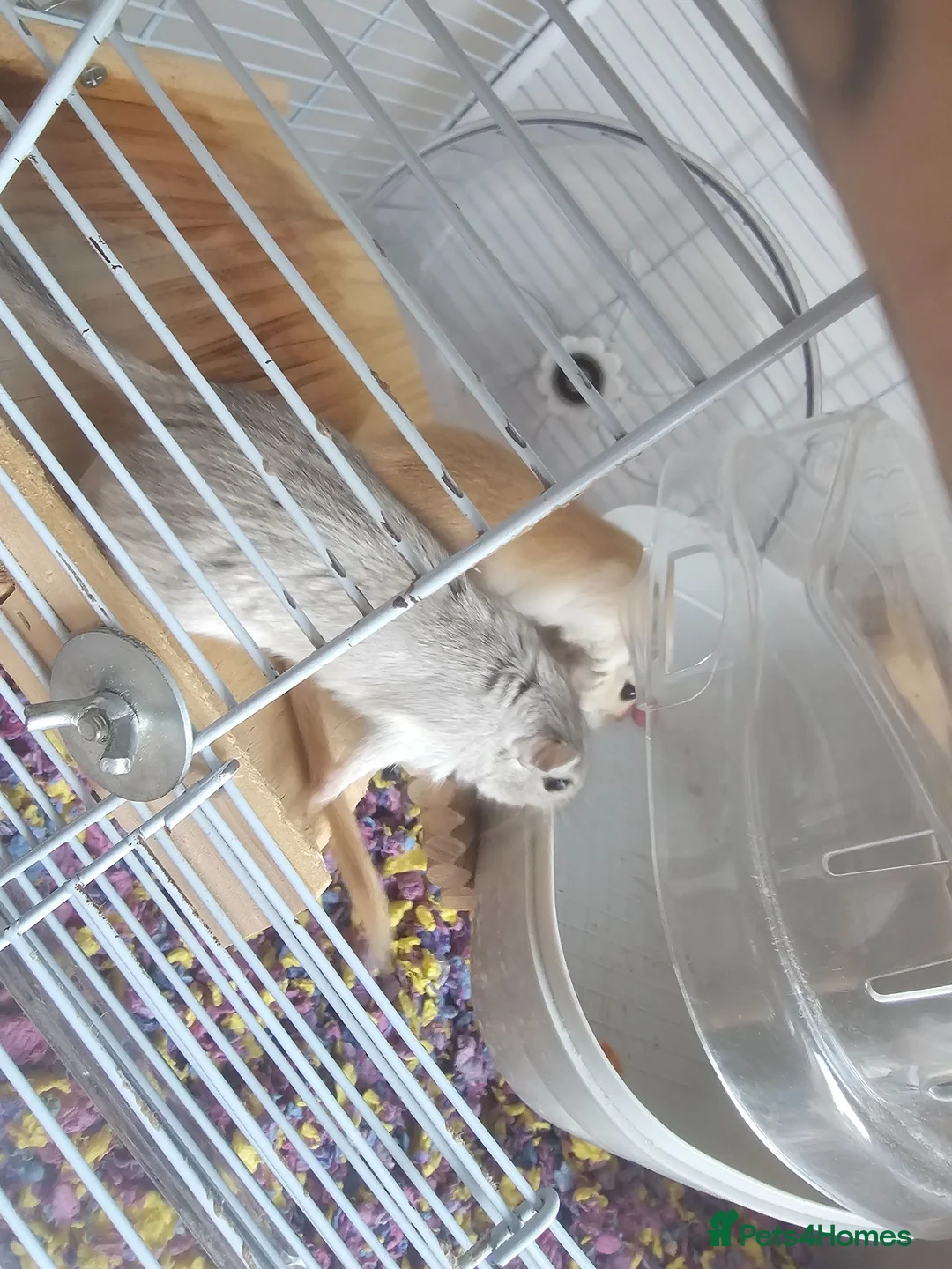 Gerbil rodents for sale: 2 female gerbils and cage in Spennymoor - Advert 1