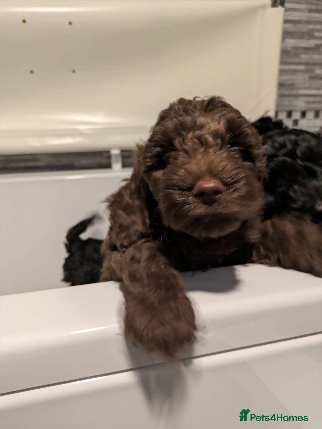 Cockapoo dogs for sale: Brown Cockapoo  - Advert 5