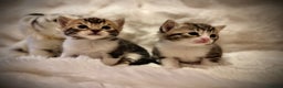 Ragdoll cats for sale: ✨ Exquisite Ragdoll-Bengal Baby Kittens ✨ - Advert 10
