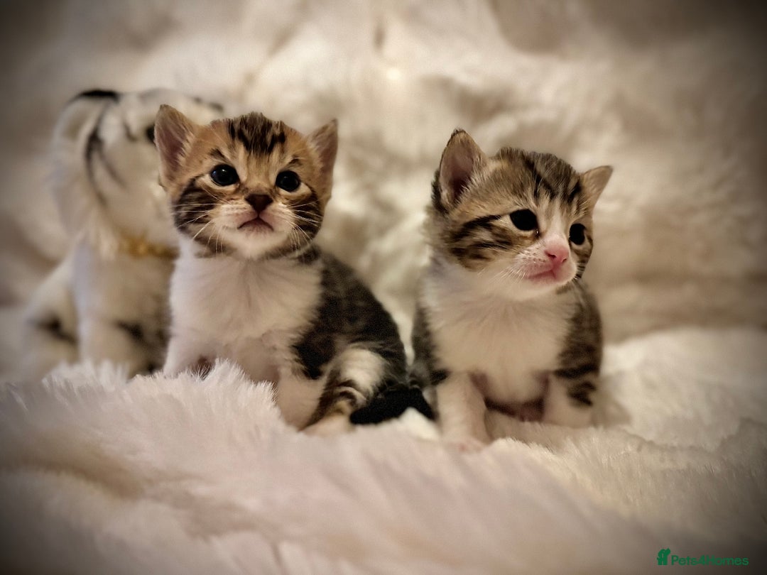Ragdoll cats for sale: ✨ Exquisite Ragdoll-Bengal Baby Kittens ✨ - Advert 10