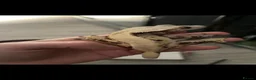 Gecko reptiles for sale: Female crested gecko  - Advert 2
