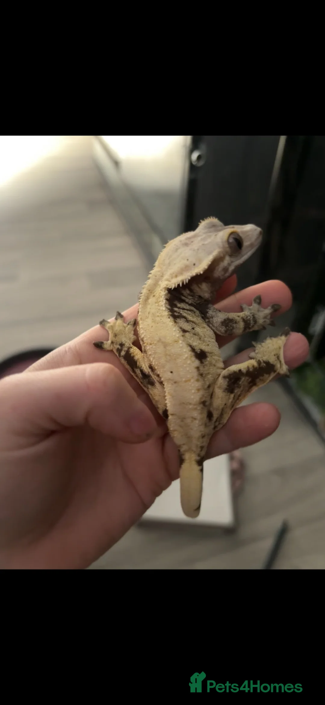 Gecko reptiles for sale: Female crested gecko  - Advert 2