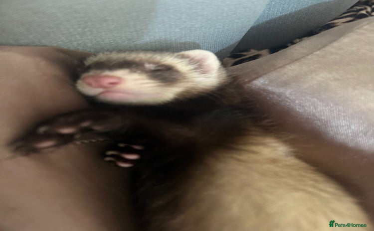 Ferret rodents - Advert 1
