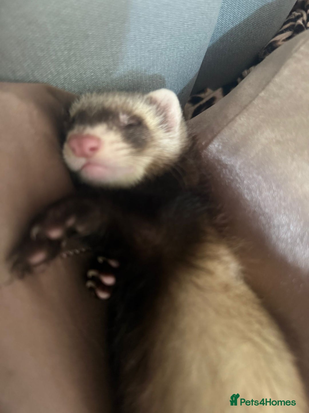 Ferret rodents for sale: X2 ferret females 12 weeks old  - Image 1