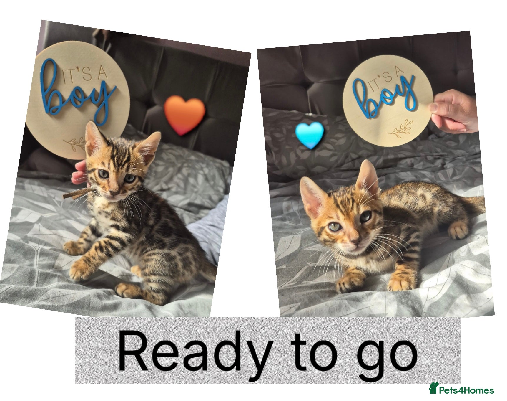 Bengal cats Ready to leave Pure bengal kittens  - Advert 14