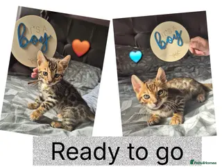 Bengal cats Ready to leave Pure bengal kittens - Advert 10