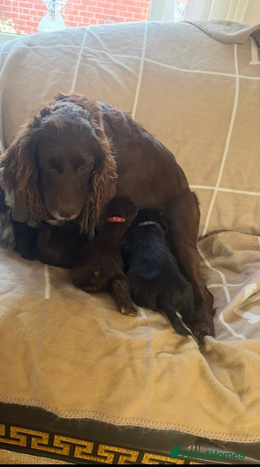Cocker Spaniel dogs Cocker spaniel puppies  - Advert 3