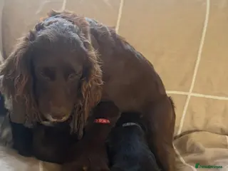 Cocker Spaniel dogs Cocker spaniel puppies - Advert 1