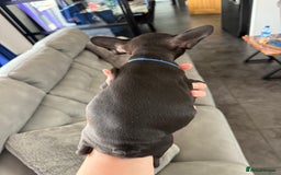 Mixed Breed dogs for sale: Frenchtons - Boston Terrier x Frenchie - Image 35