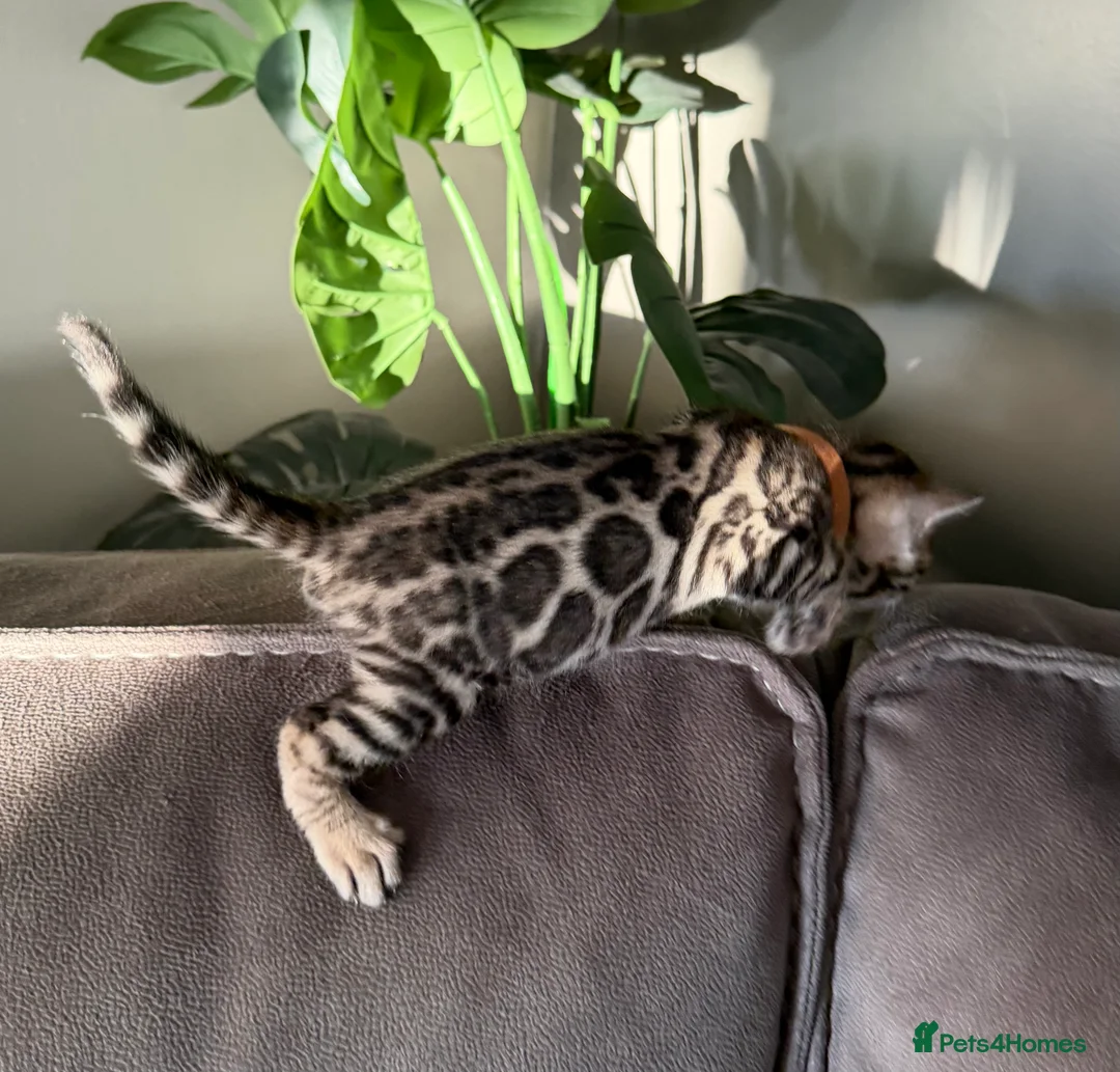 Bengal cats for sale: Beautiful Pedigree Bengal kittens for sale  - Advert 7