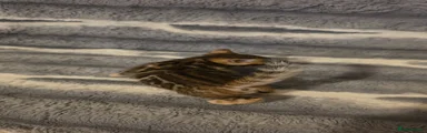 Brown 2