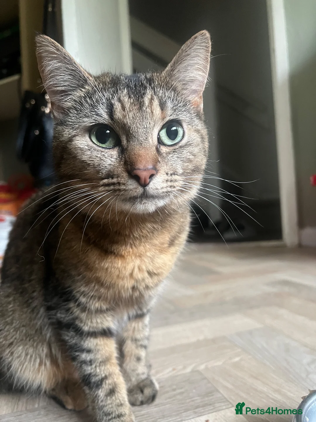 Mixed Breed cats for sale: Free female kitten 4 months old - Advert 2