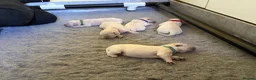 Golden Retriever dogs for sale: KC registered golden retriever puppies available  in Cambridge - Advert 11