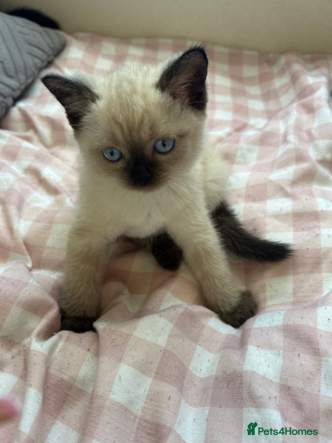 American Shorthair cats for sale: British short haired kitten  - Image 8