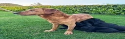 Labrador Retriever dogs for sale: Stunning black Labrador pups for sale  - Advert 11