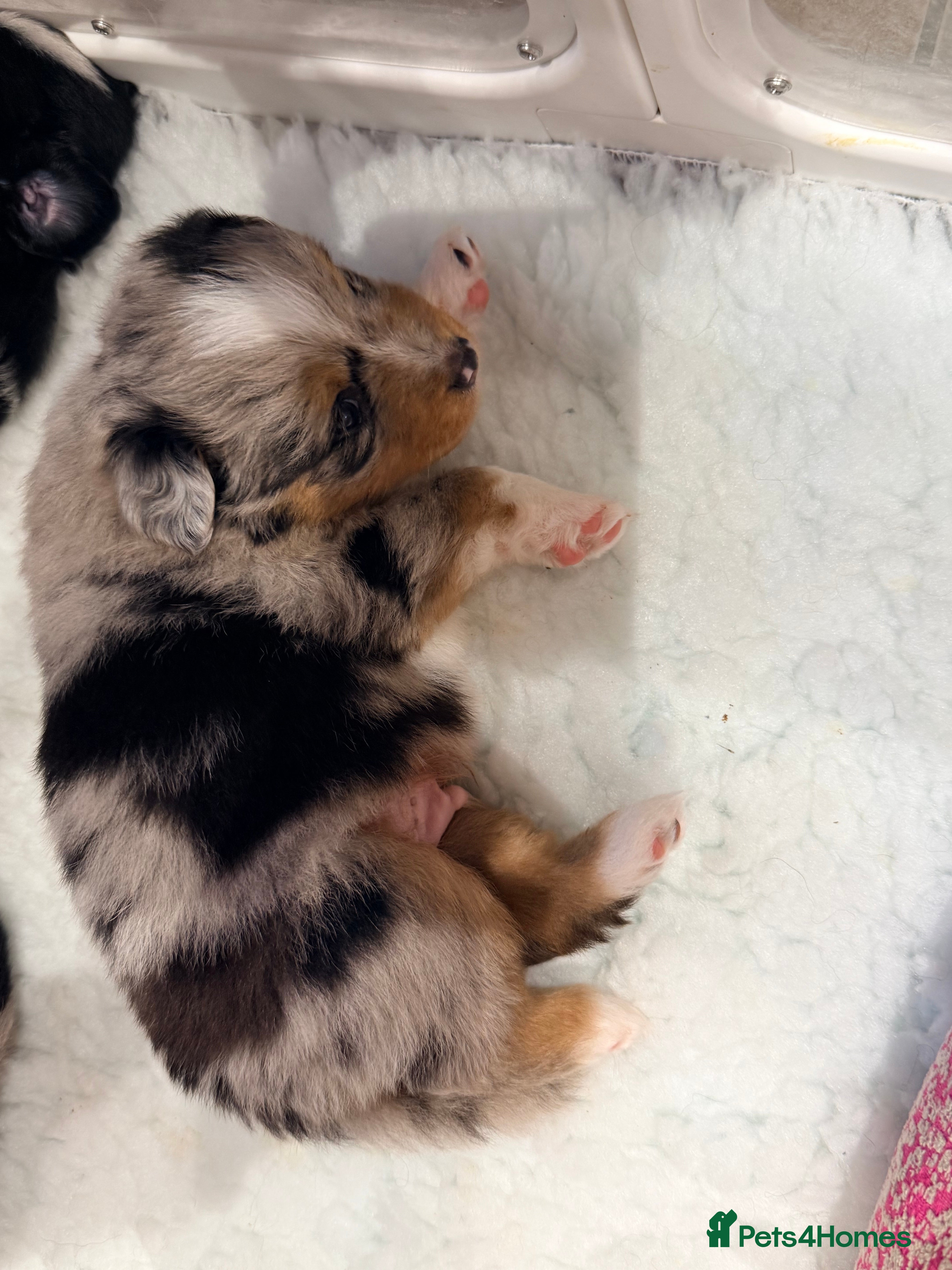 Miniature American Shepherd dogs Miniature American Shepherd Puppies - Advert 2