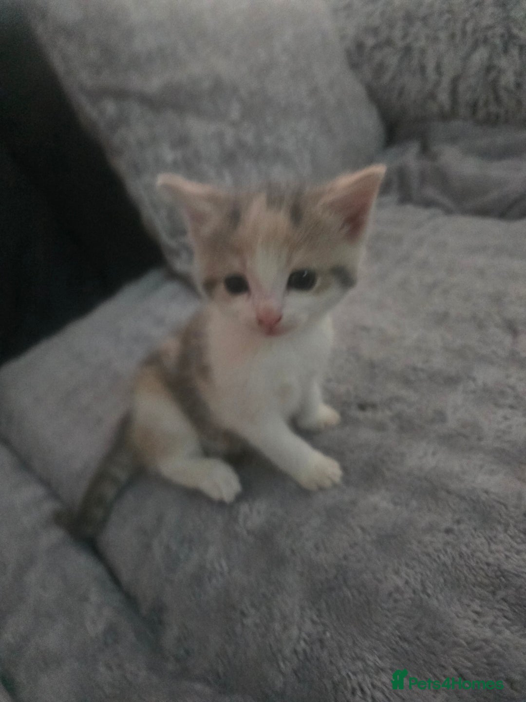 Domestic Shorthair cats for sale: Gorgeous Girl  - Advert 2