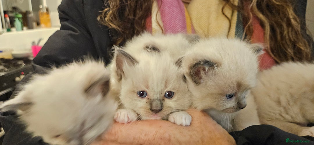 Ragdoll cats for sale: Beautiful Rag Doll Girl - Available Now - Advert 3