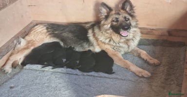 German Shepherd dogs - Advert 7