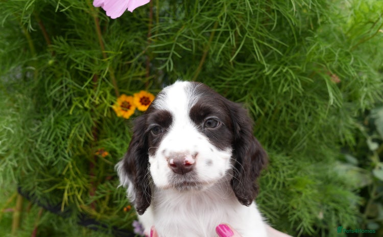 Cocker Spaniel dogs - Advert 10