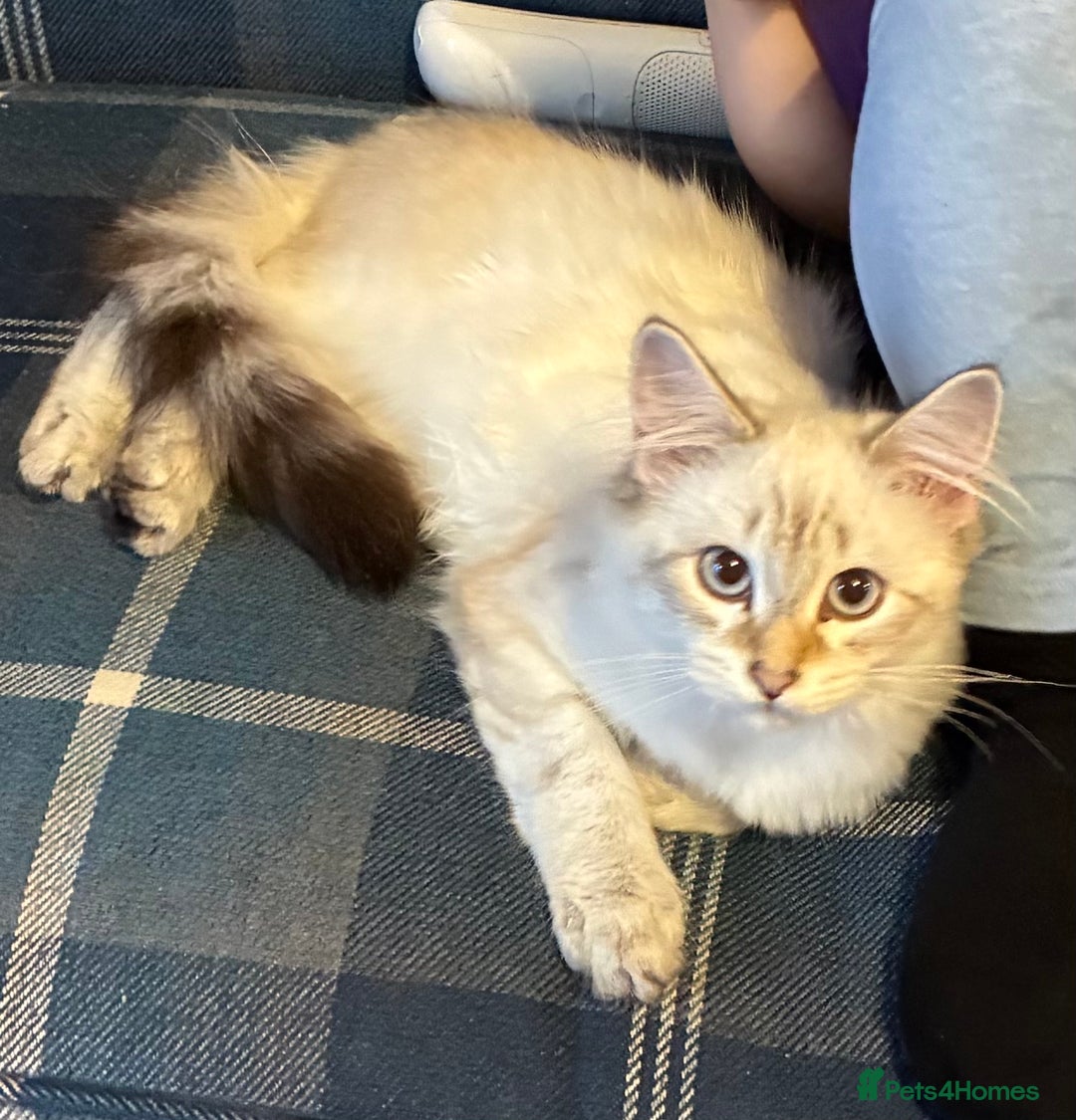 Siberian cats for sale: Affectionate Siberian Kitten - Image 5