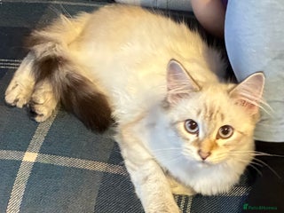 Siberian cats Beautiful Siberian Kitten - Advert 1