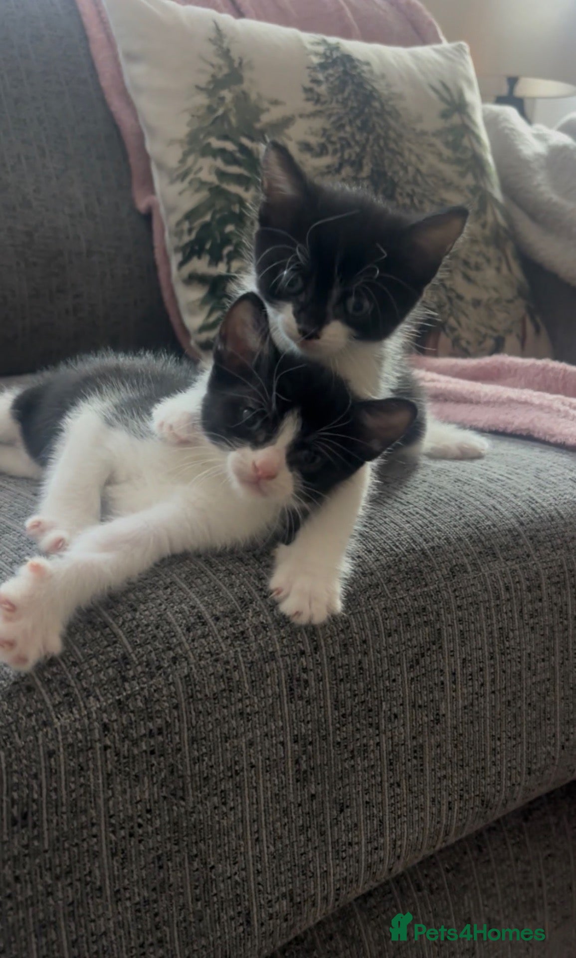 Mixed Breed cats Beautiful kittens ready to find forever home  - Advert 1