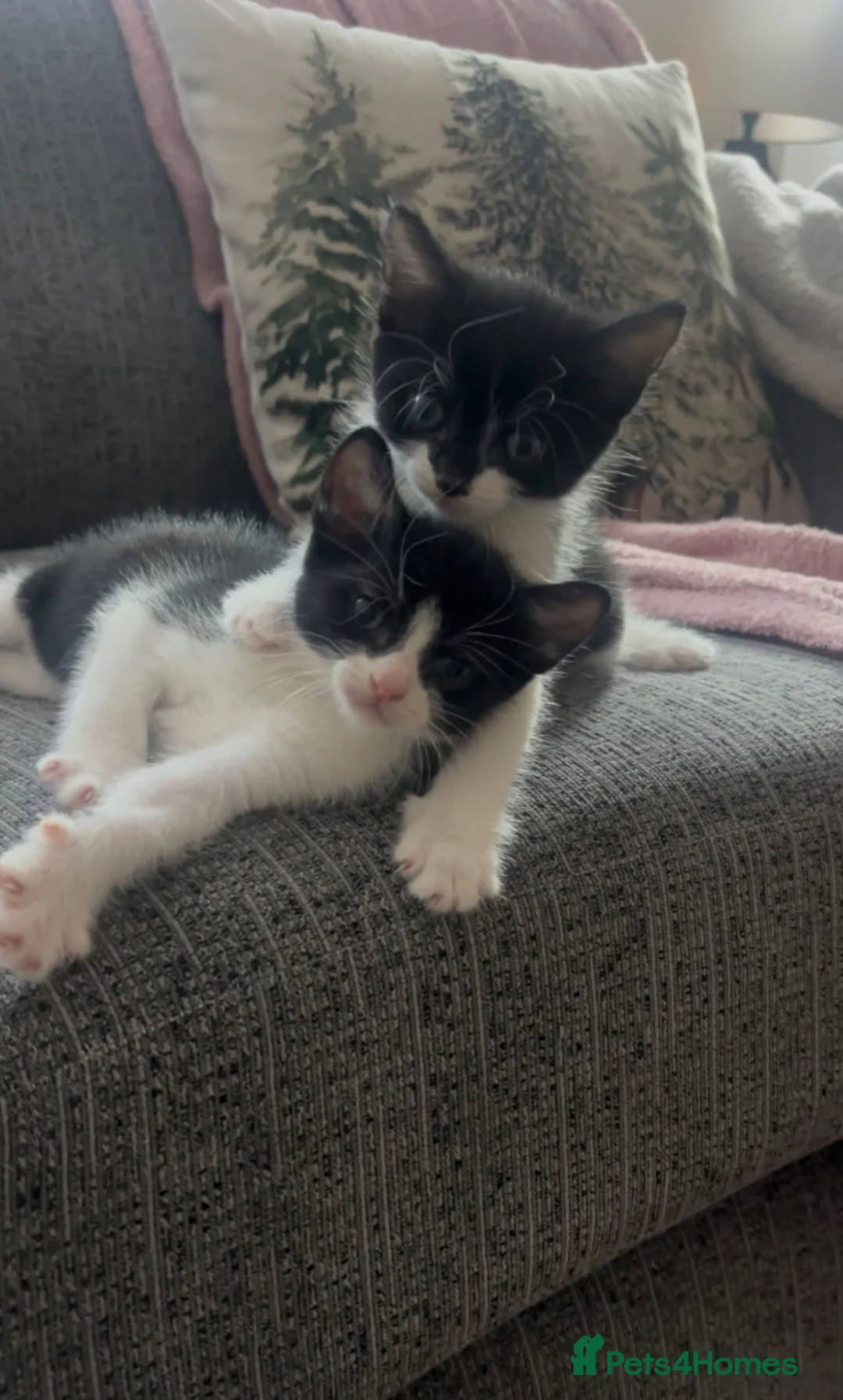Mixed Breed cats for sale: Beautiful kittens looking for forever home  in Southampton - Advert 2