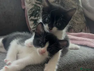 Mixed Breed cats Beautiful kittens ready to find forever home - Advert 2