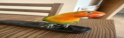 Lovebirds birds for sale: 2 amazing male love birds for sale in Woking - Advert 4