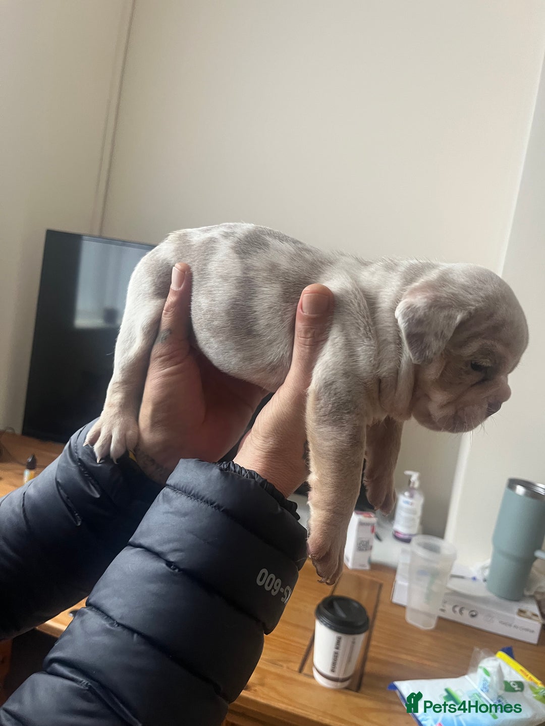 English Bulldog dogs for sale: English Bulldogs  - Image 27